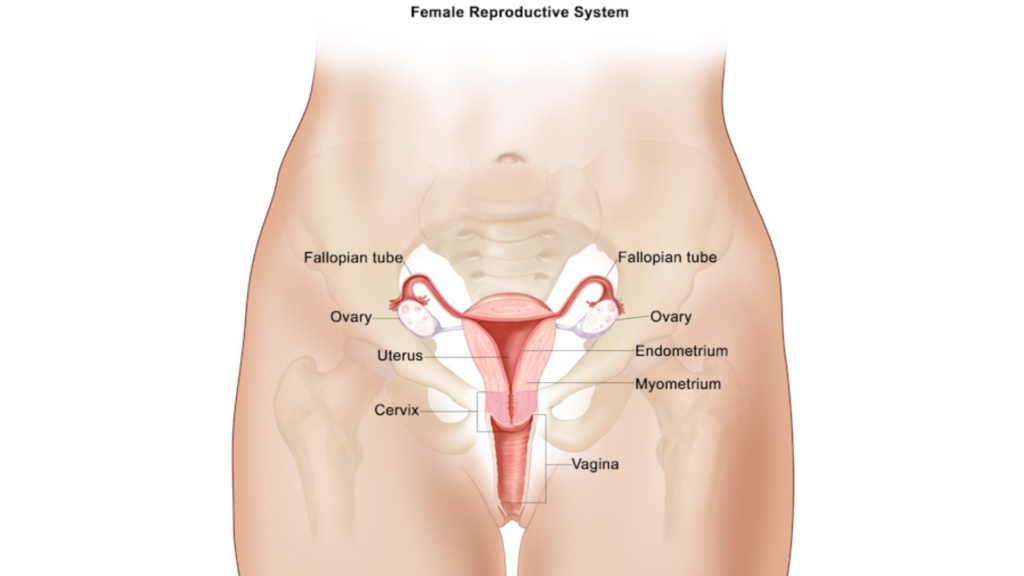 Gynecologic Cancers